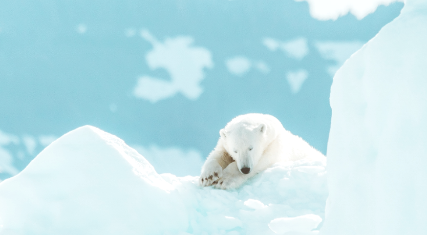 Responding to Climate Change with Environmental Preservation Activities